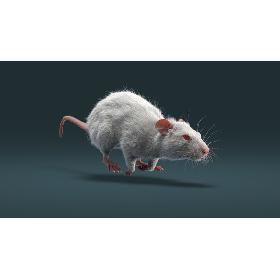 Rat Fur Animated 3D model